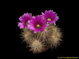 Echinocereus munzii 1474